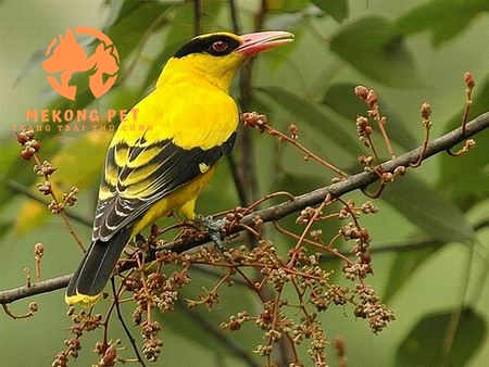 Mua Bán Chim Vàng Anh: Cơ Hội Vàng Cho Người Yêu Chim!